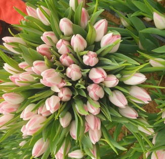 Біло-рожевий