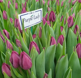 Фіолетовий