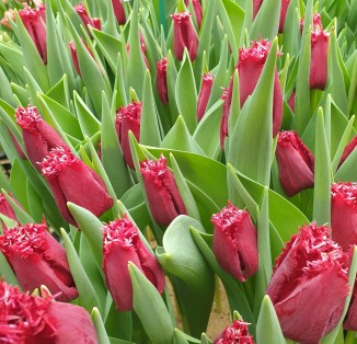 Бахромчатий червоний