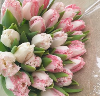 Бахромчатий біло-рожевий