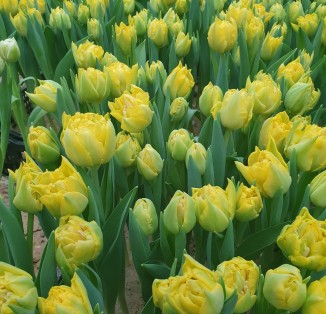 Піоновидний жовтий