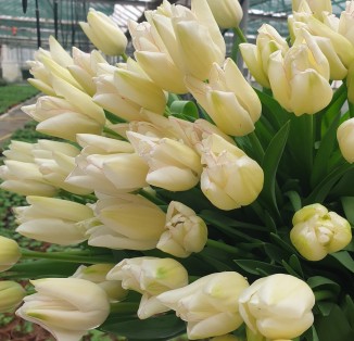 Білий з облямівкою