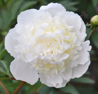 Duchesse De Nemours