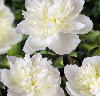 Duchesse De Nemours