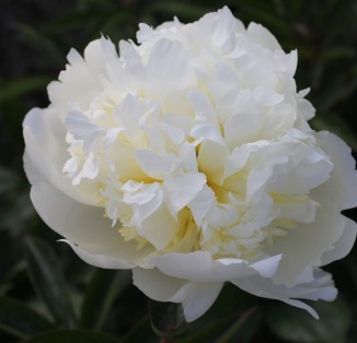 White Charm