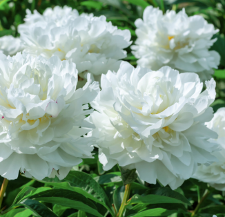 White Ivory