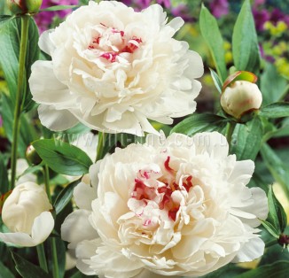 Festiva Maxima