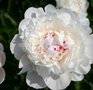 Festiva Maxima