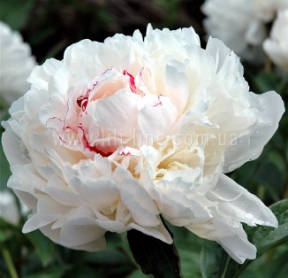 Festiva Maxima