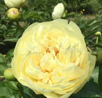 Lemon Chiffon