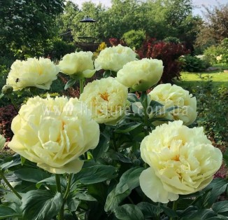 Lemon Chiffon
