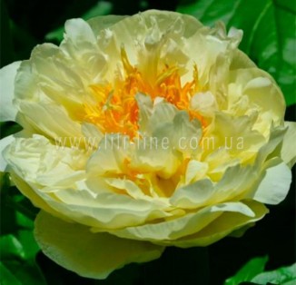 Lemon Chiffon