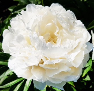 Puffed Cotton