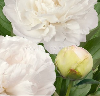 Puffed Cotton