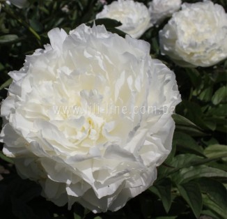 Puffed Cotton