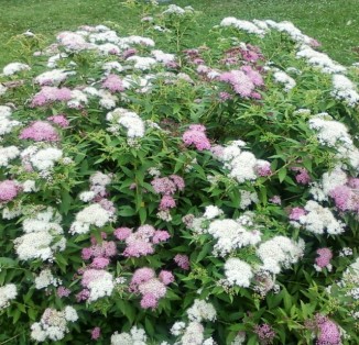 Спірея японська (Spiraea japonica) 'Genpei' С2