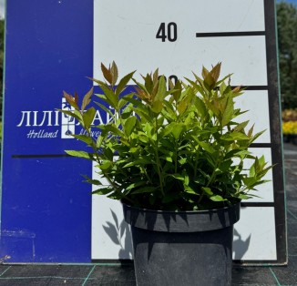 Спірея японська (Spiraea japonica) 'Genpei' С2