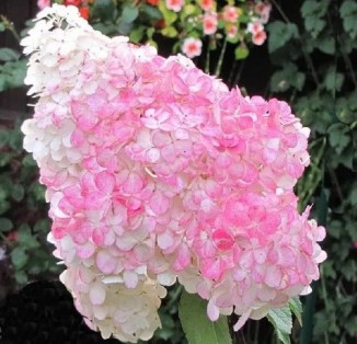 Гортензія волотиста Pink Lady С7,5