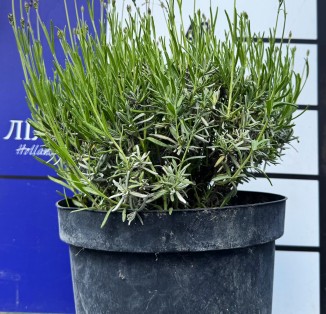 Лаванда вузьколиста" Hidcote blue" C5