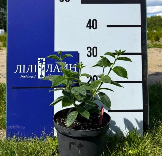 Гортензія волотиста Pandalus