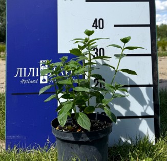 Гортензія волотиста Pandora