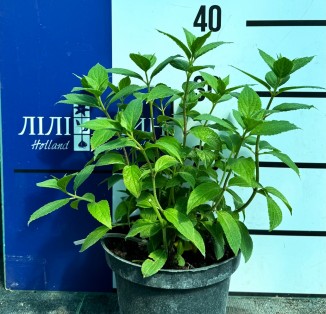 Гортензія волотиста Mojito
