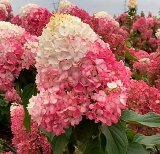 Гортензія волотиста Strawberry Blossom