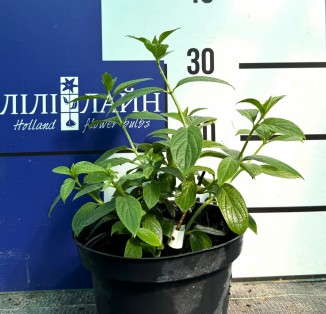 Гортензія волотиста Strawberry Blossom