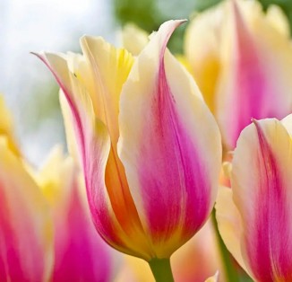 Blushing Beauty