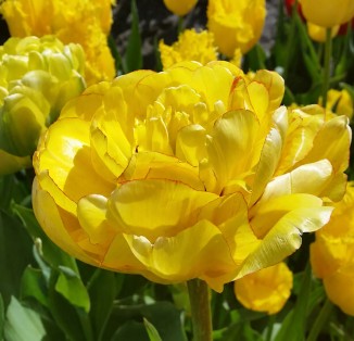 Bombastic Yellow