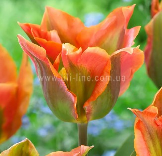 viridiflora Artist