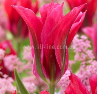 viridiflora Dolls Minuet