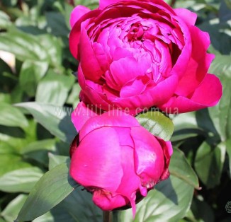 Red Sarah Bernhardt