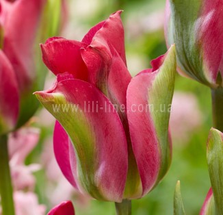viridiflora Green Love