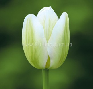 viridiflora Green Spirit