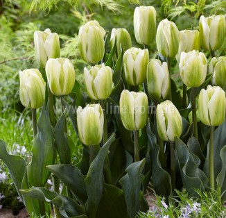 viridiflora Green Spirit