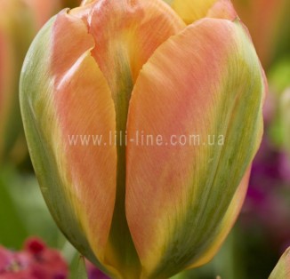 viridiflora Orange Marmelade