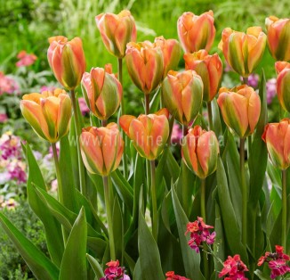 viridiflora Orange Marmelade