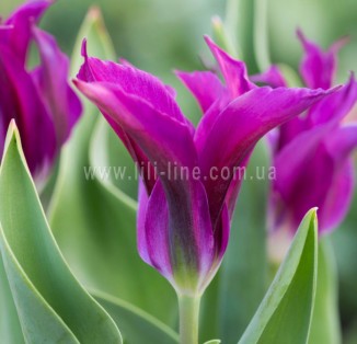 viridiflora Purple Doll