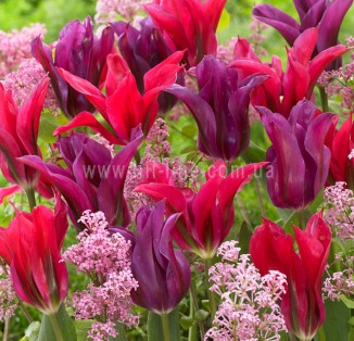 viridiflora Purple Doll