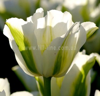 viridiflora Spring Green