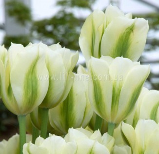 viridiflora Spring Green
