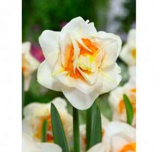 Flower Drift