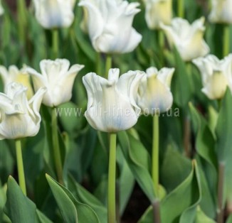 White Liberstar