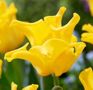Yellow Crown