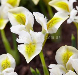 Iris reticulata North Star