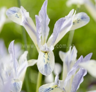 Iris reticulata Painted Lady