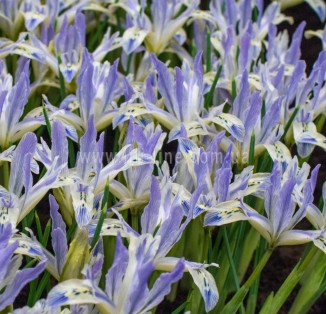 Iris reticulata Painted Lady