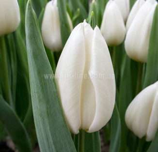 Delta White