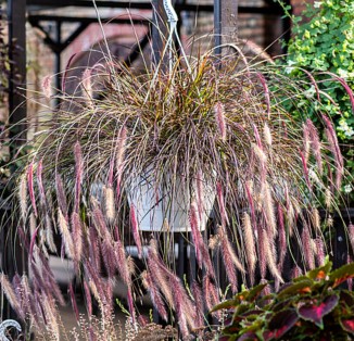 Пеннісетум Pennisetum x advena 'Ruby Fountain'